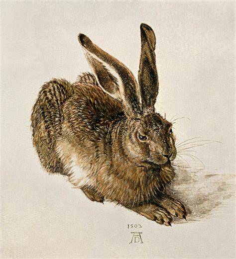 Bild: Der Feldhase von Dürer - Darstellung in der Albertina