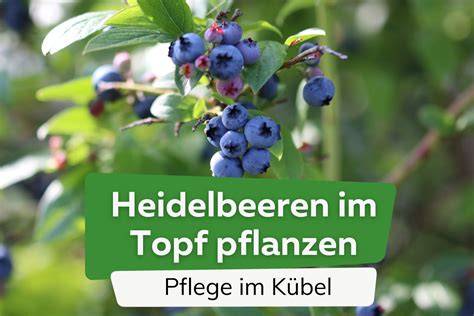 Bild: Heidelbeeren im Topf mit kochendem Saft