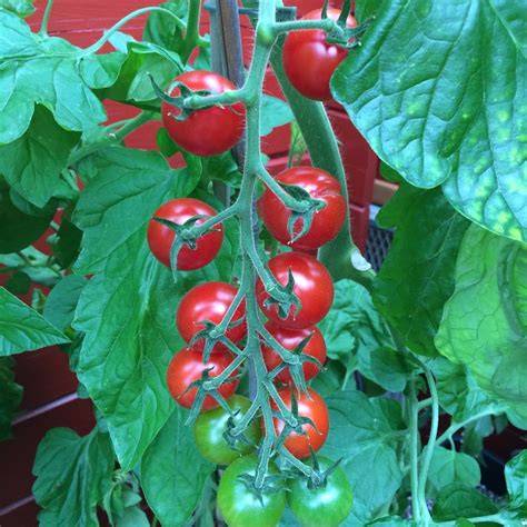 Bild: Mexikanische Honigtomate - Traubenbildung, rote kleine Früchte