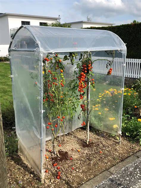 Bild: Tomatenhaus mit offener Seite für gute Belüftung