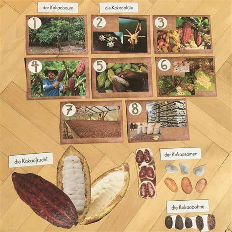 Bild: Weg der Kakaobohne von der Ernte bis zur Tafel