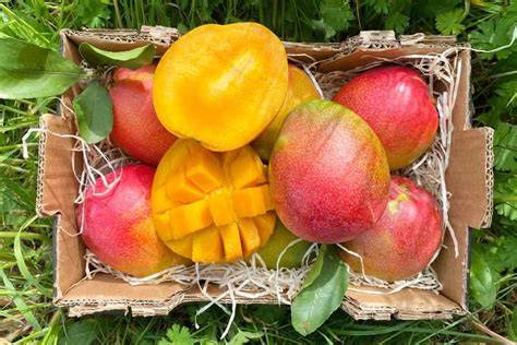 Bio-Mango-Anbau und -Ernte