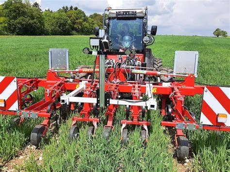 Bio-Zuckerrübenfeld mit Hackmaschine