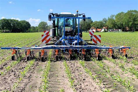 Bio-Zuckerrübenfeld mit mechanischer Unkrautbekämpfung