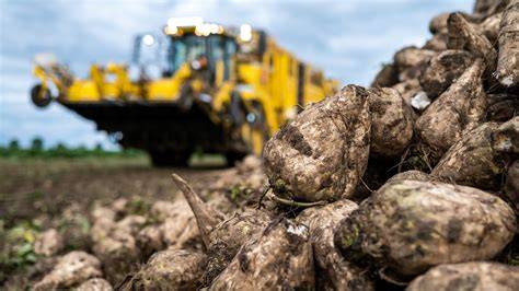 Bio-zertifizierte Zuckerrüben und Produktionsanlage