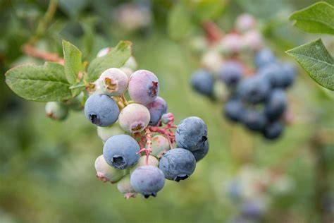 Biodynamischer Beerenanbau und natürliche Fruchtqualität