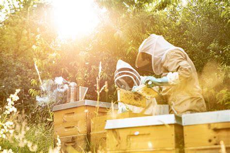 Bioland-Imkerei, Streuobstwiesen, Bienenhecken