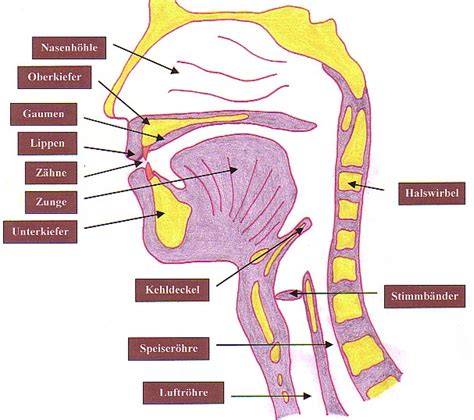 Biologie: Speichel-Enzyme und Zuckerverarbeitung im Mund