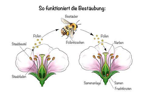 Biologie der Bienen und Bestäubung