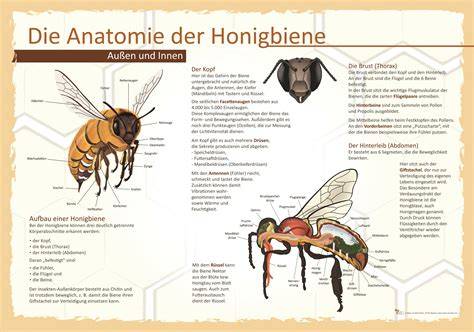 Biologie der Honigbiene und Honigproduktion - schematische Darstellung