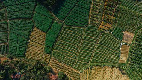Biologische Landwirtschaft, Ernte
