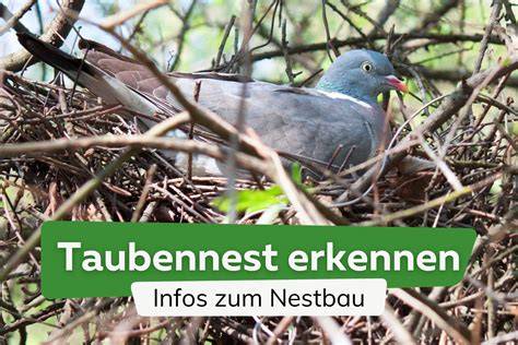 Biologischer Aufbau und Nester von Tauben