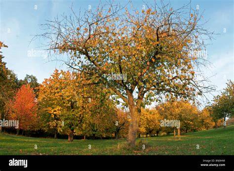 Birnbäume und Quittenbäume im herbstlichen Obstgarten