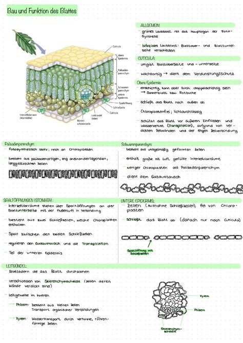 Biskuitboden - Querschnitt und Aufbau