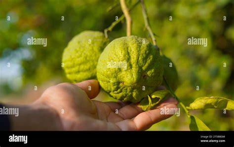Bitterorangen am Baum - frische Zitrusfrüchte für Marmelade
