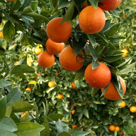 Bitterorangen am Baum und Querschnitt mit ausgeprägter Albedo
