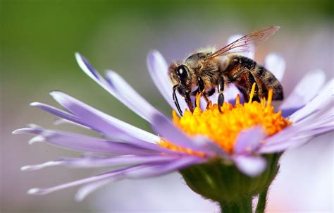 Blühende Blumen und fliegende Bienen