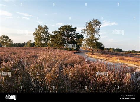 Blühende Erika-Heide im Spätsommer, Lebensraum und Sammelgebiet für Erika-Heidehonig