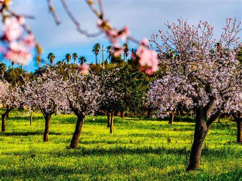 Blühende Johannisbrotbäume auf Mallorca