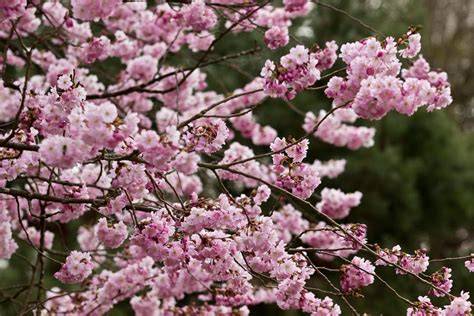 Blühende Manuka-Sträucher in Neuseeland
