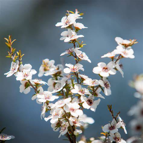 Blühende Manuka-Sträucher in abgelegenen Regionen Neuseelands