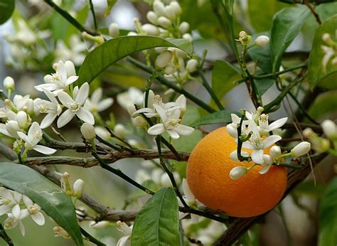 Blühende Orangenbäume & Bienen