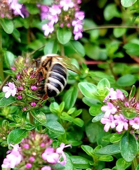 Blühende Trachtenlandschaft für Honigbienen