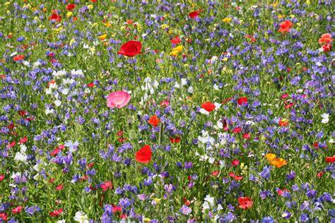 Blühende Wiese mit Wildbienen