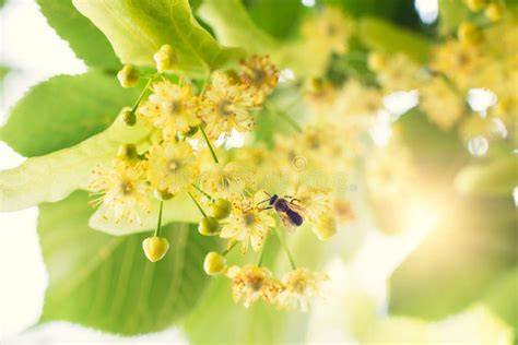 Blühender Lindenbaum mit Bienen