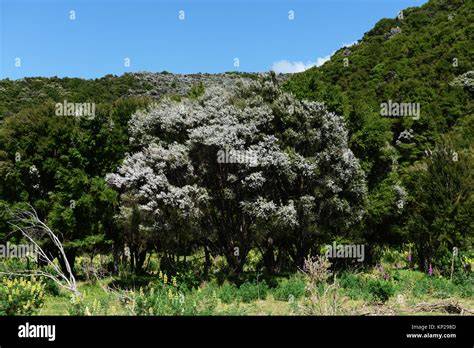 Blühender Manuka-Strauch in Neuseeland