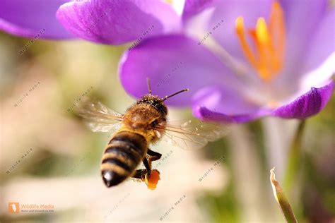 Blühender Manuka-Strauch und Honigbienen in Neuseeland