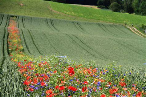 Blühstreifen am Rapsfeld, Wildbienen und Biodiversität