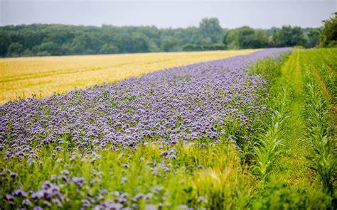 Blühstreifen für Wildbienen, Umwelt- und Artenschutz