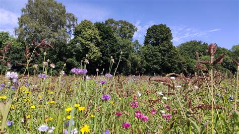 Blühwiese als Maßnahme für Bienenprojekte