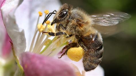 Blüte mit Nektar und Sammelbiene