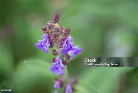 Blüte und Blätter von Salvia officinalis im Detail