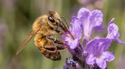 Blüten der Manuka-Pflanze und Bienen bei der Nektarsammlung
