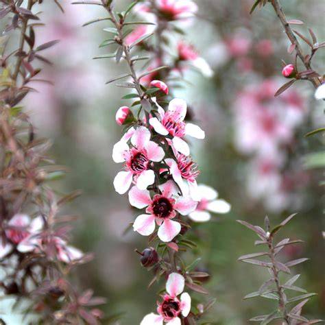 Blüten der Südseemyrte (Manuka)