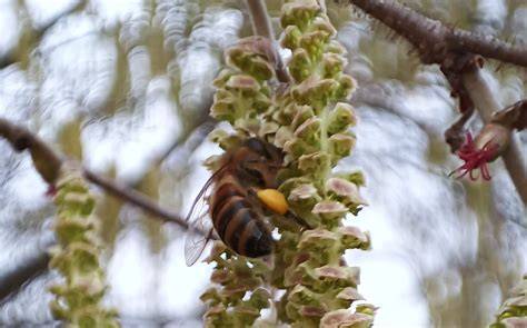 Blüten und Bienen am Rutenstrauch, Detailaufnahme