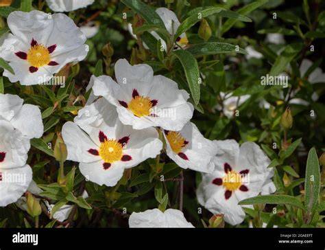 Blüten und Blätter der Zistrose (Cistus)