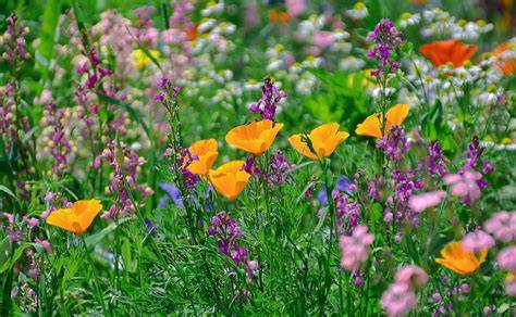 Blüten-Kekse auf einer Blumenwiese