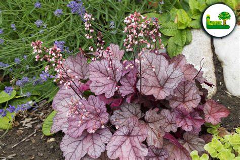 Blattformen und Farben der Heuchera