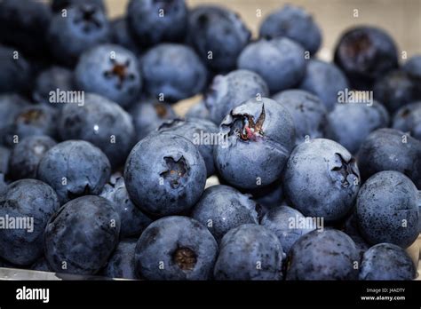 Blaubeeren frisch gepflückt
