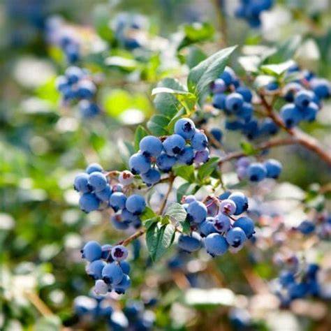 Blaubeeren in der Natur
