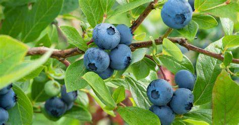 Blaubeersträucher im Garten