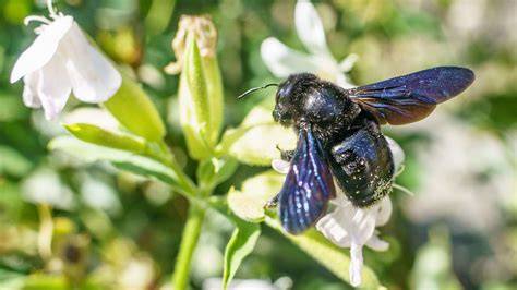 Blauschwarze Holzbiene auf Blüte