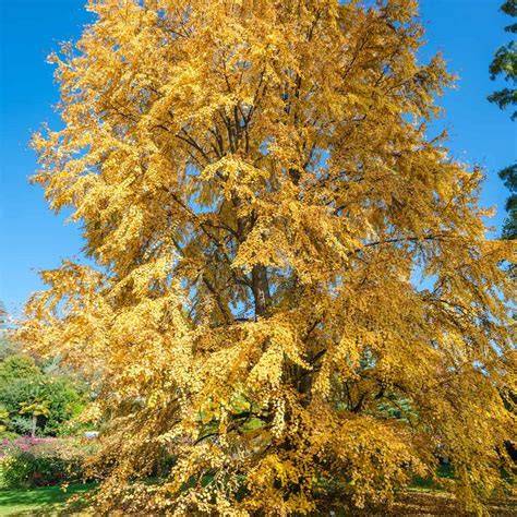 Blickfang im Herbst: Katsurabaum im Garten