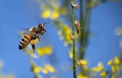 Blumenvielfalt und Bienen auf dem Anzer-Plateau
