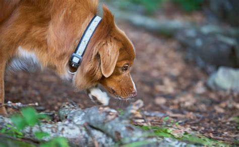 Border-Terrier-Mix Jule beim Aufspüren von Trüffeln