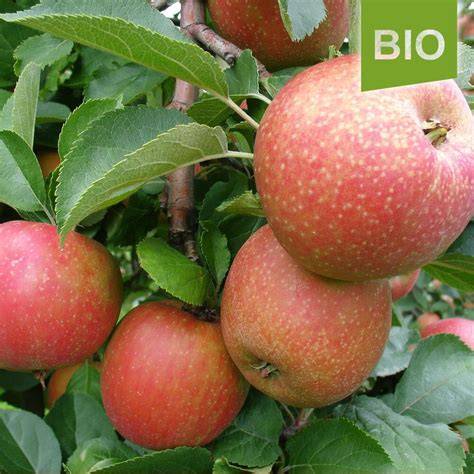 Boskoop Äpfel: Illustration der Apfelsorte mit Querschnitt